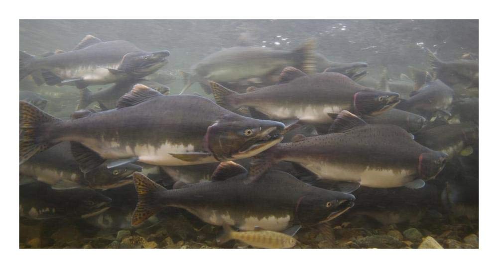 Pink Salmon swimming during migration, Indian River, Sitka, Alaska-Paper Art-26x14”