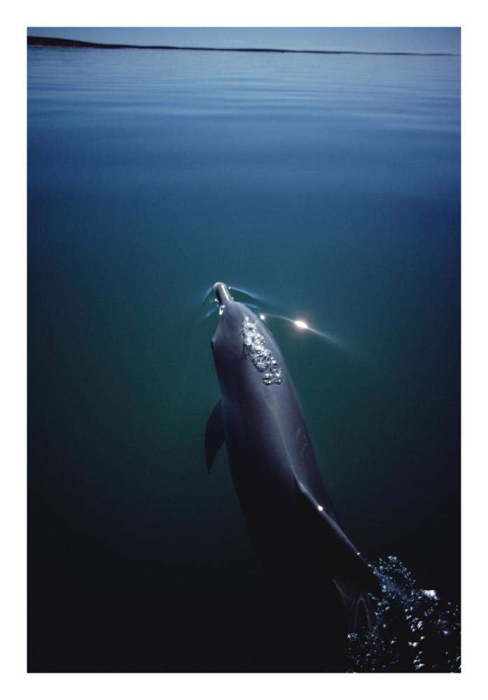 Bottlenose Dolphin surfacing, Australia-Paper Art-18x26”