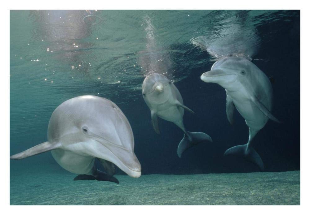 Bottlenose Dolphin underwater trio, Hawaii, captive animal-Paper Art-32x22”