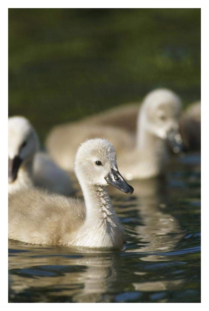 Mute Swan cygnets swimming in pond, Germany-Paper Art-14x20”