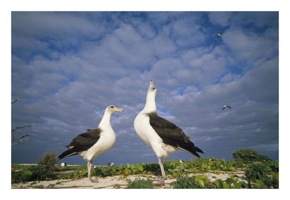 Laysan Albatross courtship dance, Midway Atoll, Hawaii-Paper Art-26x18”