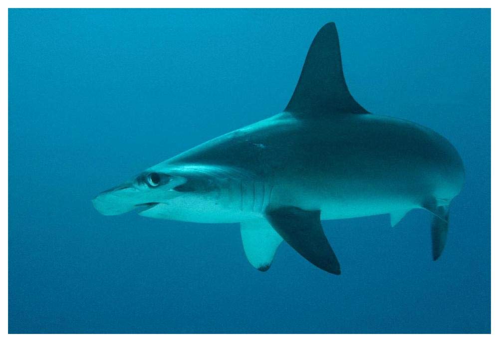 Scalloped Hammerhead Shark portrait, Cocos Island, Costa Rica-Paper Art-62x42”