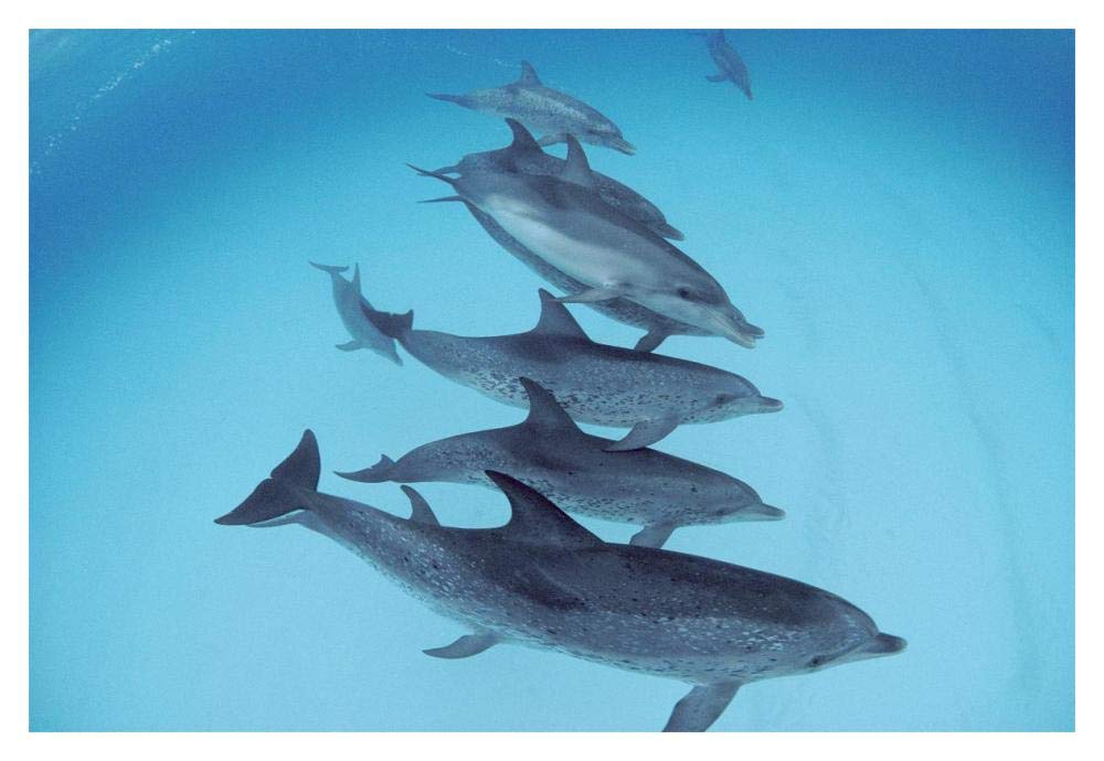 Bottlenose Dolphin swimming with pod of Atlantic Spotted Dolphins, Bahamas-Paper Art-20x14”