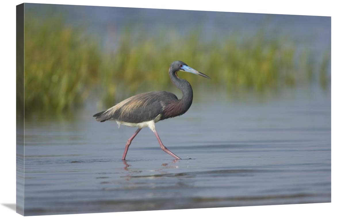 Tricolored Heron foraging in wetland, Rio Grande Valley, Texas-Canvas Art-36x24”