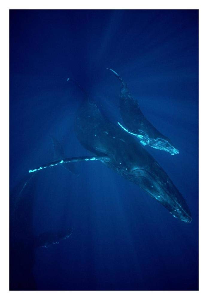 Humpback Whale mother and calf, Hawaii-Paper Art-22x32”