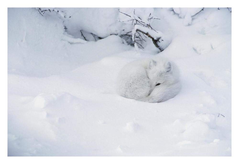 Arctic Fox curled up in the snow, Churchill, Manitoba, Canada-Paper Art-32x22”