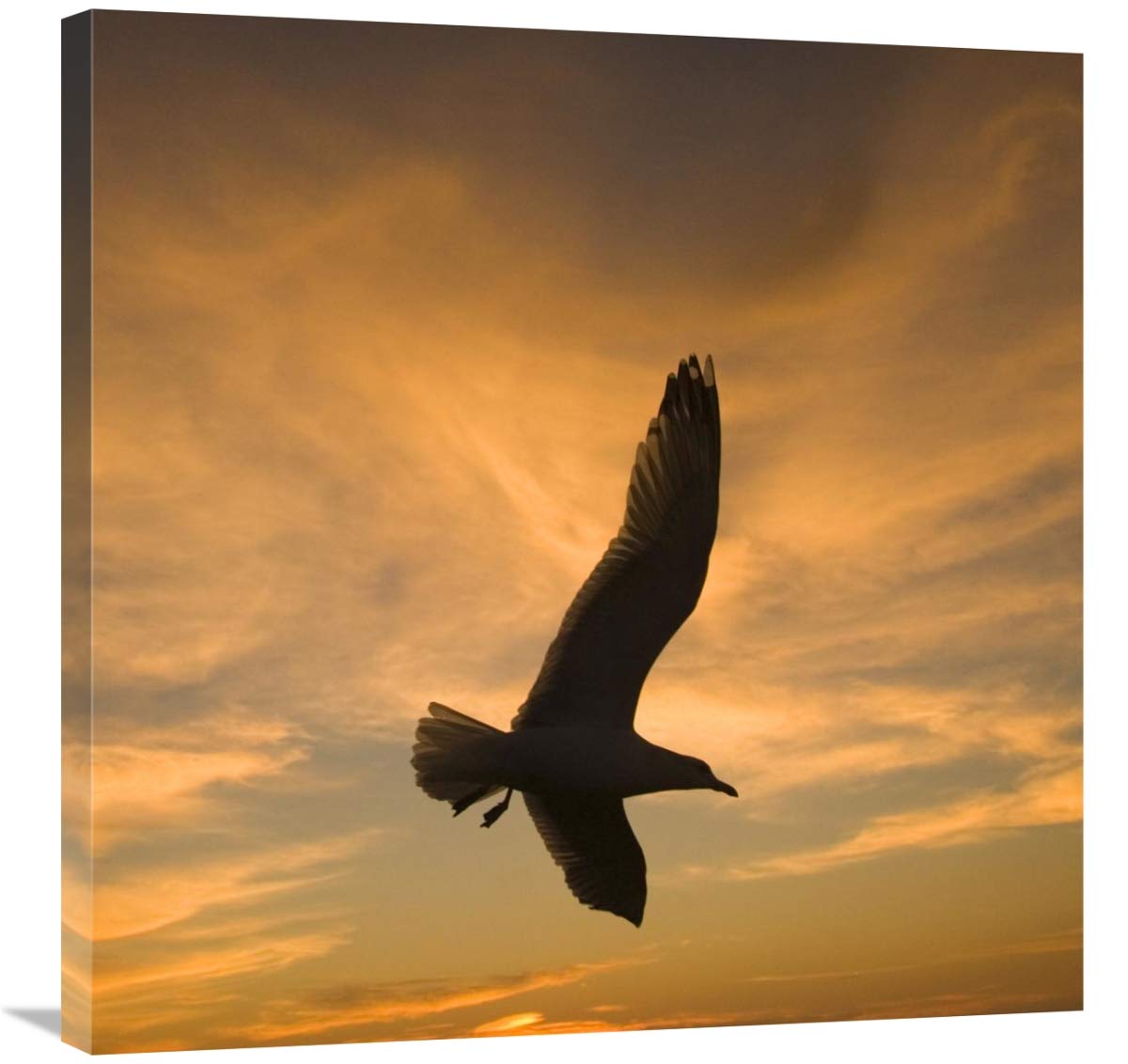 Mew Gull silhouetted at sunset in La Jolla, California-Canvas Art-30x30”