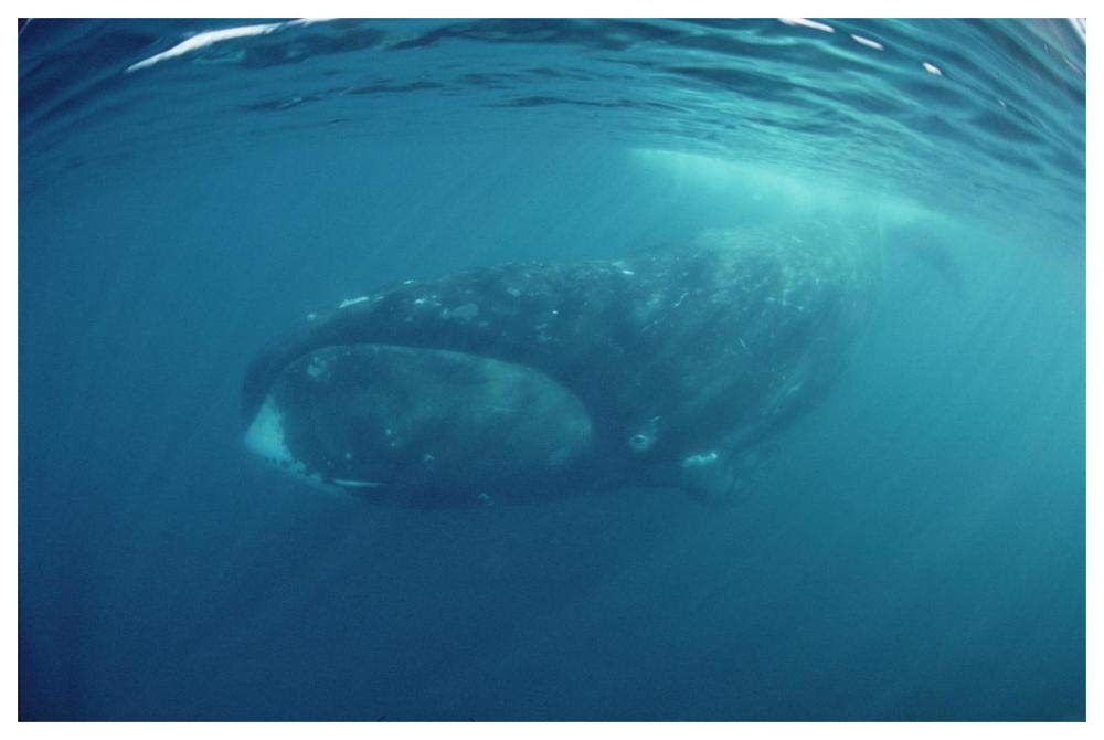 Bowhead Whale underwater, Baffin Island, Canada-Paper Art-62x42”