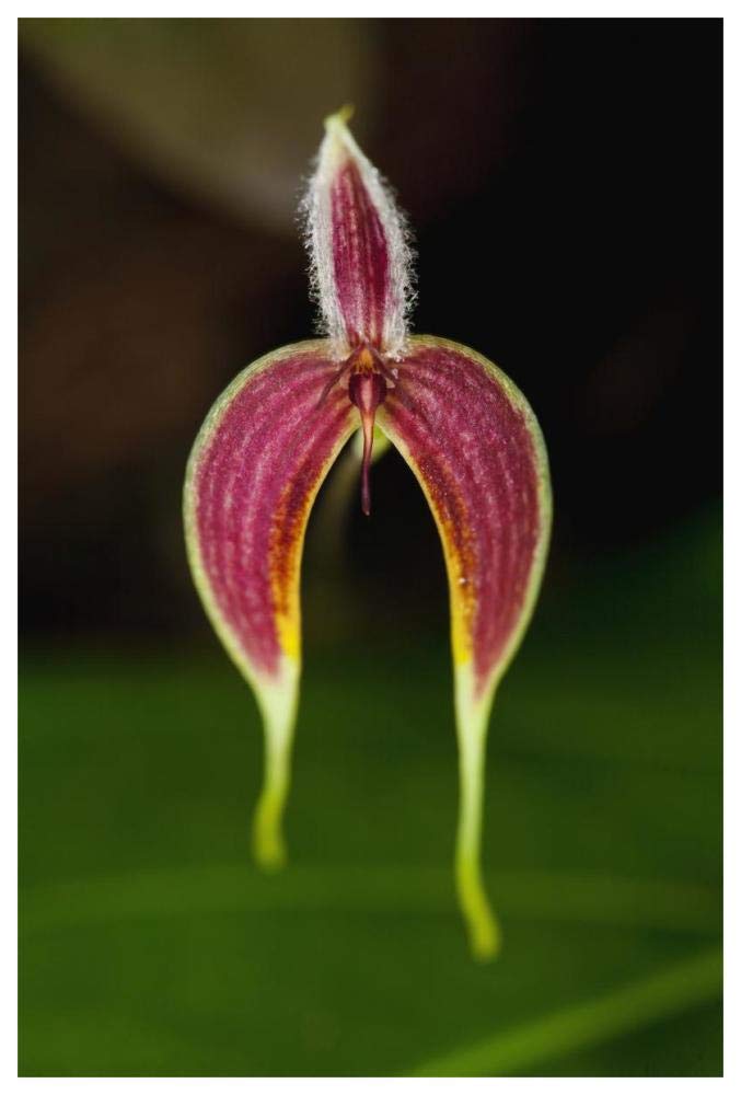 Orchid flower, Sabah, Borneo, Malaysia-Paper Art-42x62”