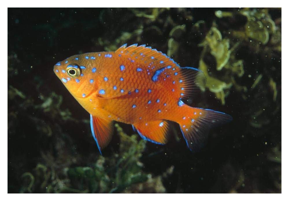 Garibaldi juvenile, California-Paper Art-20x14”