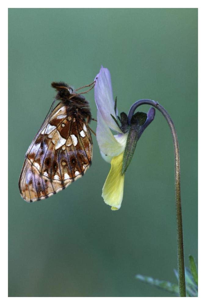 Weavers Fritillary adult on Pansy Europe-Paper Art-14x20”