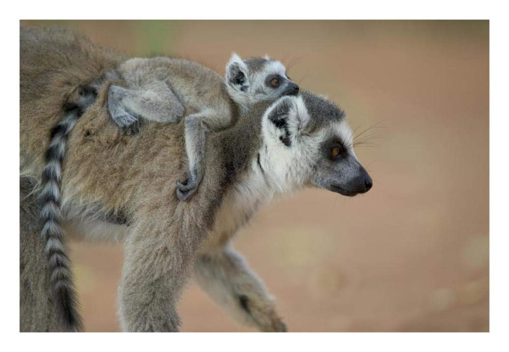 Ring-tailed Lemur baby riding on mothers back, vulnerable, Berenty Private Reserve, Madagascar-Paper Art-26x18”