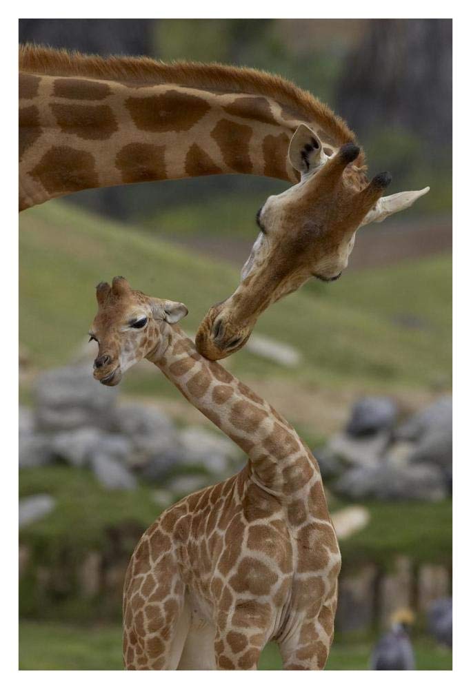 Rothschild Giraffe mother nuzzling calf, native to Africa-Paper Art-26x38”