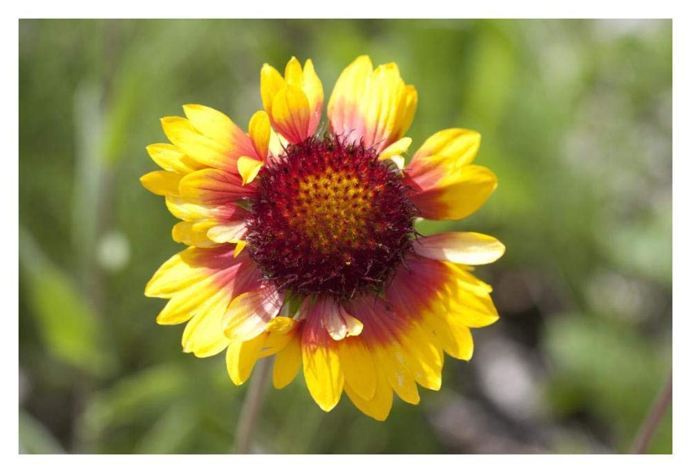 Annual Coreopsis flower, Spruce Woods Provincial Park, Manitoba, Canada-Paper Art-38x26”