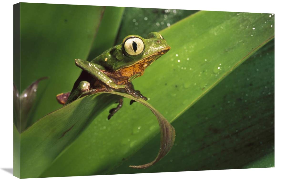 White-lined Leaf Frog on a leaf in the Amazon rainforest, Pastaza, Ecuador-Canvas Art-36x24”