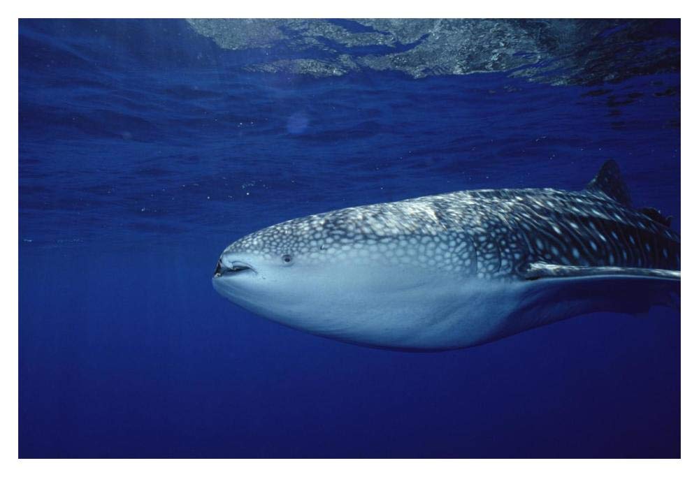 Whale Shark portrait, largest shark species, Cocos Island, Costa Rica-Paper Art-20x14”