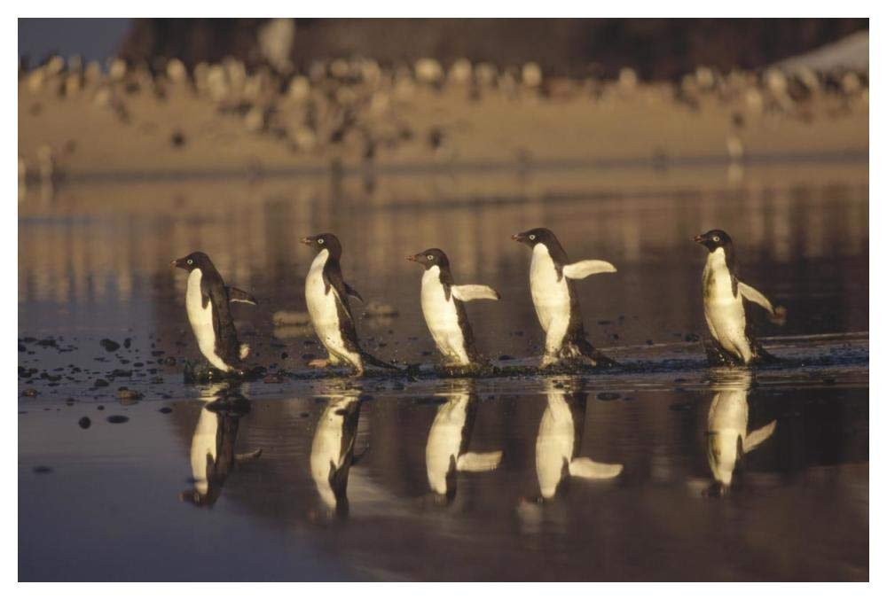 Adelie Penguins crossing summer melt pool, Cape Adare, Ross Sea, Antarctica-Paper Art-50x34”