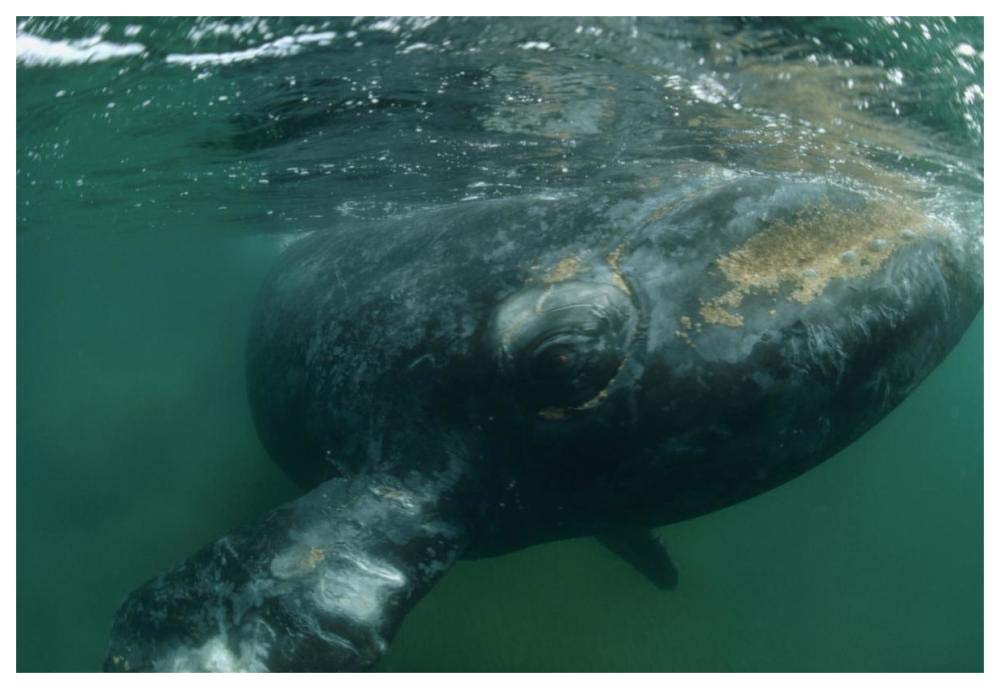 Southern Right Whale close up, underwater near surface, Argentina-Paper Art-62x42”