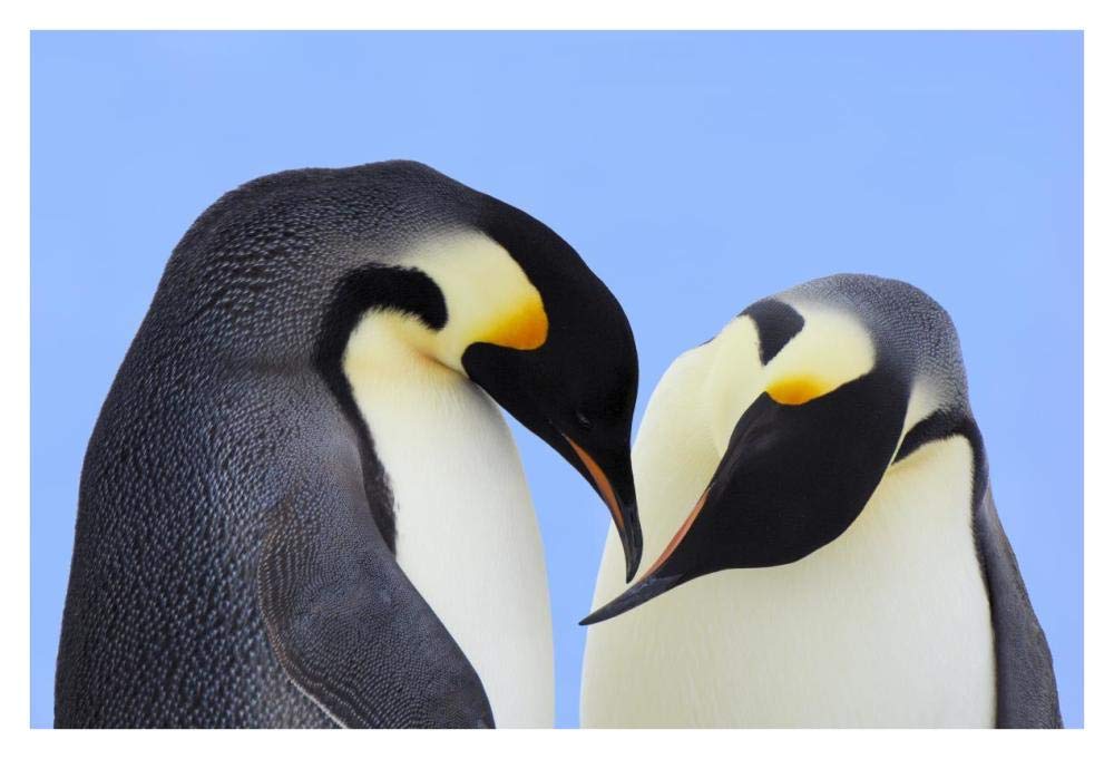 Emperor Penguin pair courting, Snow Hill Island, Antarctica-Paper Art-38x26”