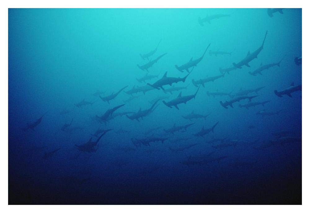 Scalloped Hammerhead Shark school, Cocos Island, Costa Rica-Paper Art-20x14”