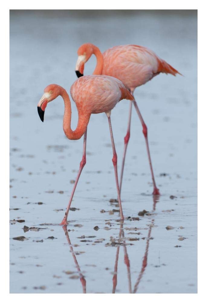 Greater Flamingo pair wading, Galapagos Islands, Ecuador-Paper Art-22x32”