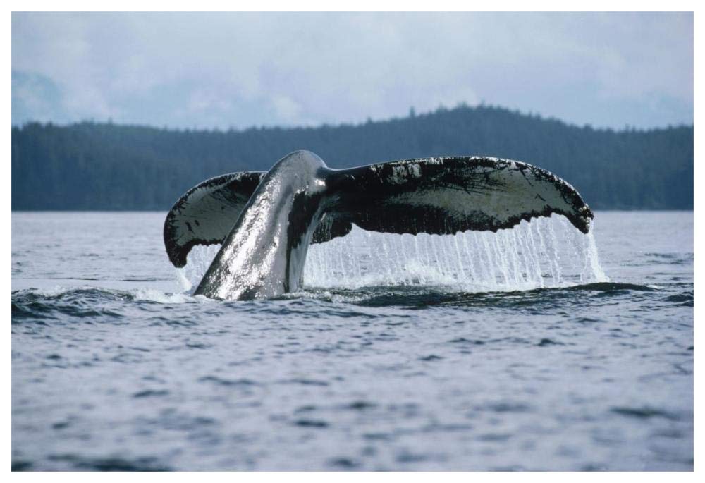 Humpback Whale tail, Alaska-Paper Art-62x42”
