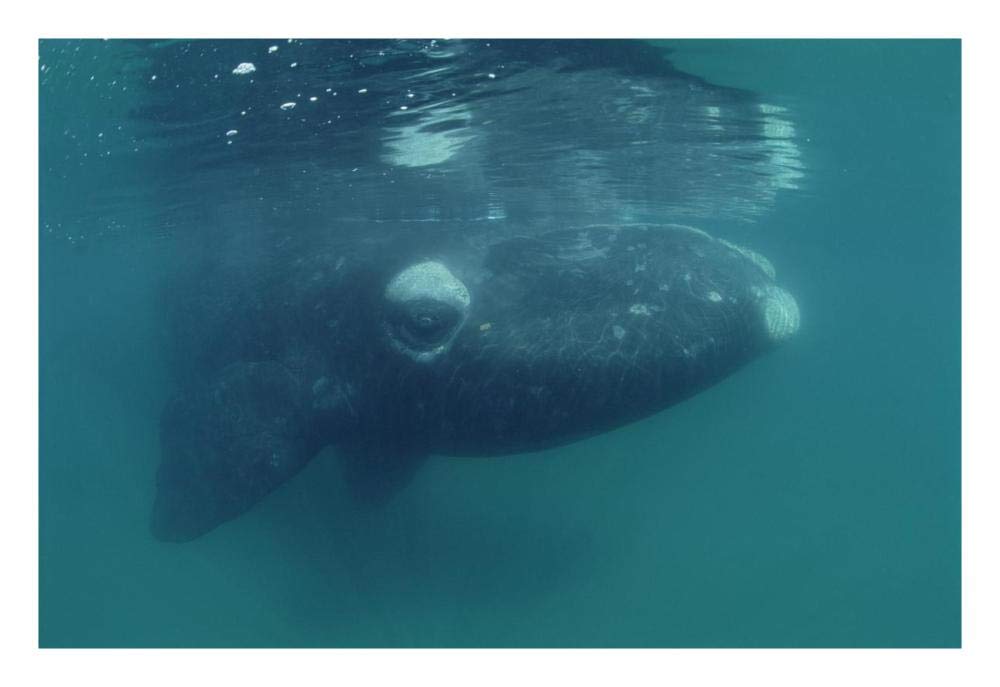 Southern Right Whale juvenile, underwater, Peninsula Valdez, Argentina-Paper Art-26x18”