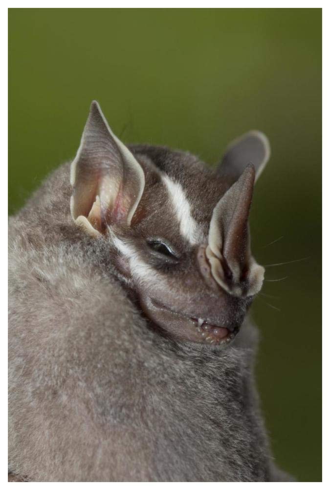 Leaf-nosed Bat, Amazon, Ecuador-Paper Art-42x62”