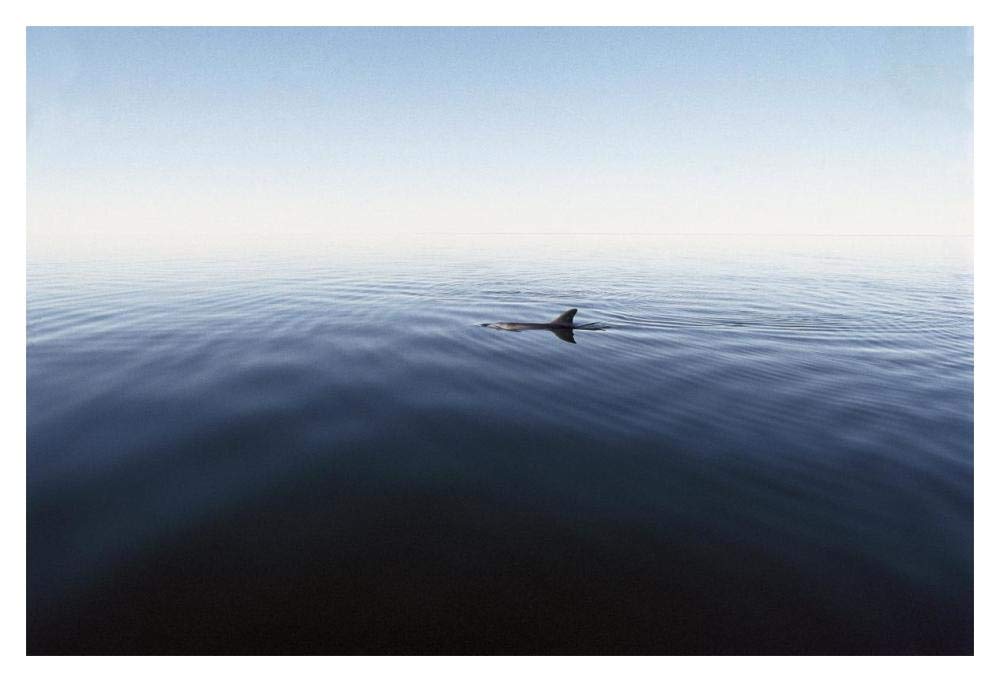Bottlenose Dolphin surfacing, Shark Bay, Australia-Paper Art-20x14”