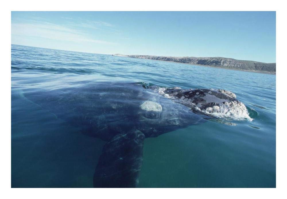 Southern Right Whale at water surface, Peninsula Valdez, Argentina-Paper Art-26x18”