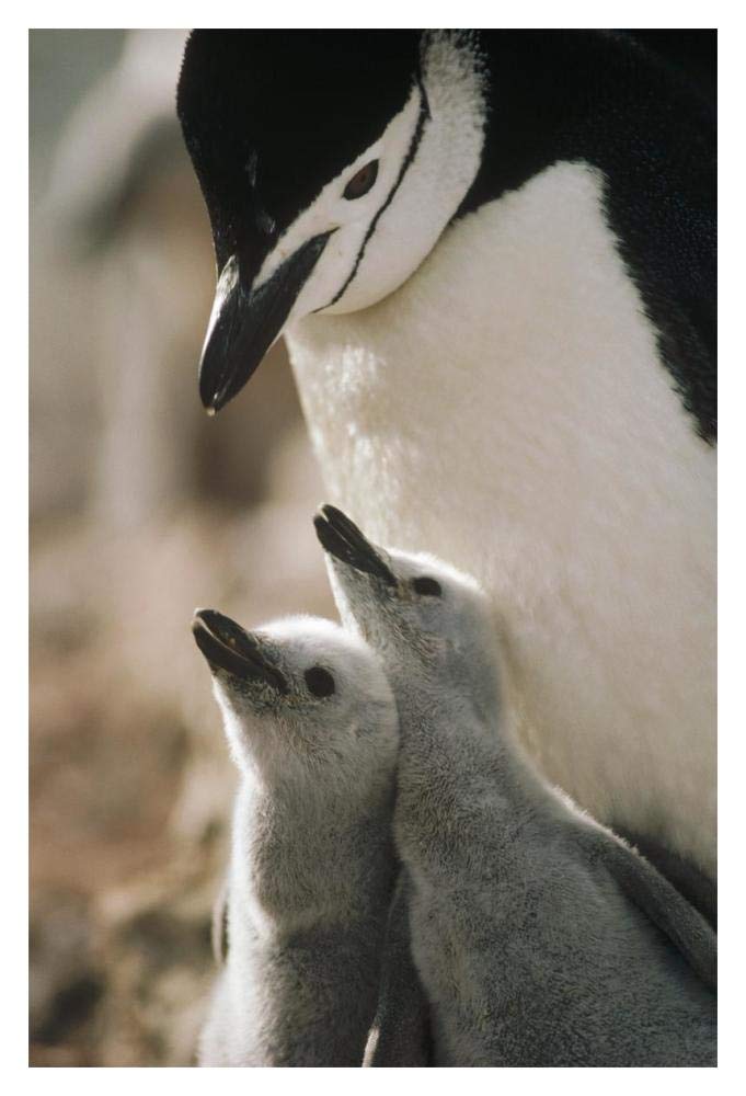 Chinstrap Penguin bowing over twin chicks Nelson Island, South Shetland Islands, Antarctica-Paper Art-14x20”