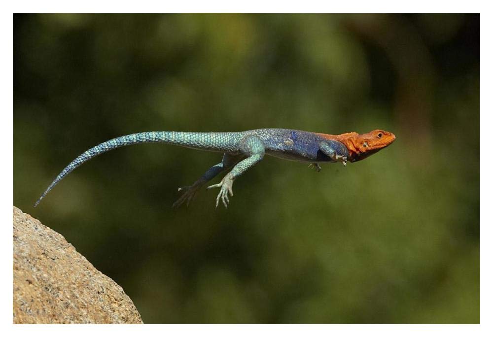 Red-headed Rock Agama male lizard jumping, native to Africa-Paper Art-20x14”