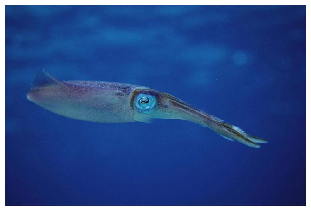 Squid portrait, Bonaire, Netherland Antilles-Paper Art-62x42”