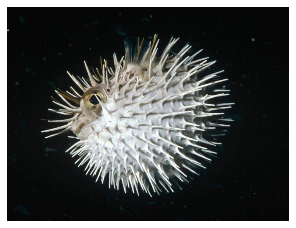 Long-spine Porcupinefish in defense posture, North America-Paper Art-42x32”
