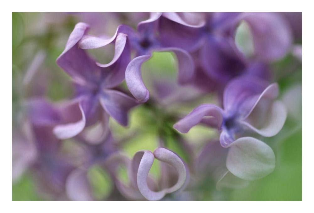 Lilac flower, close up of purple petals-Paper Art-26x18”