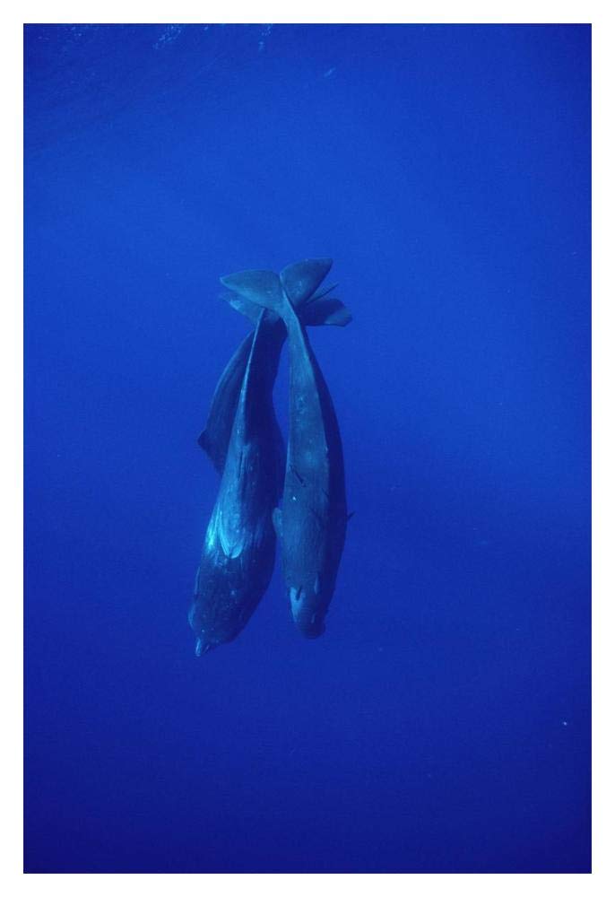 Sperm Whale trio diving, Sri Lanka-Paper Art-14x20”
