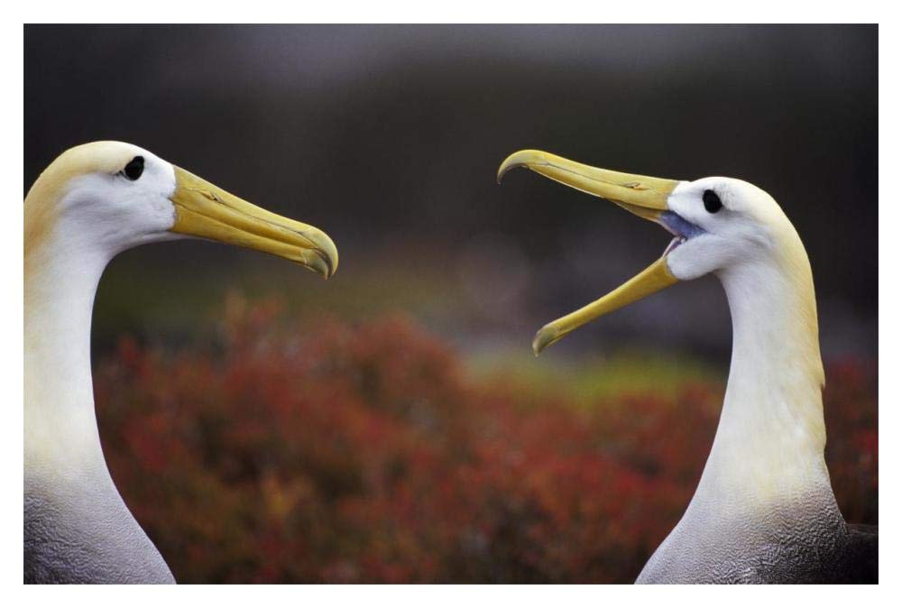Waved Albatross courtship display, Punta Cevallos, Galapagos Islands, Ecuador-Paper Art-20x14”