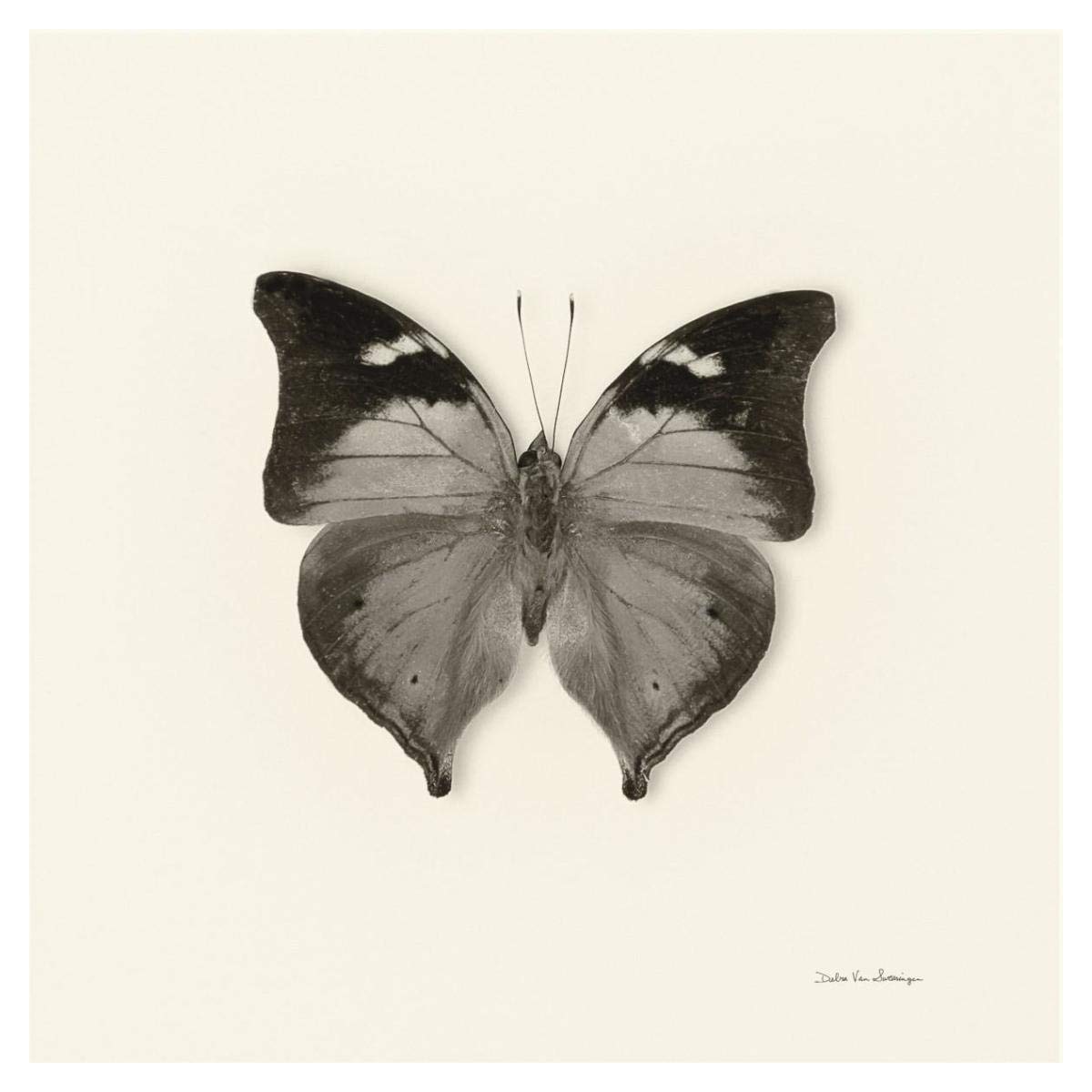 Butterfly VII - BW -Paper Art-38x38”