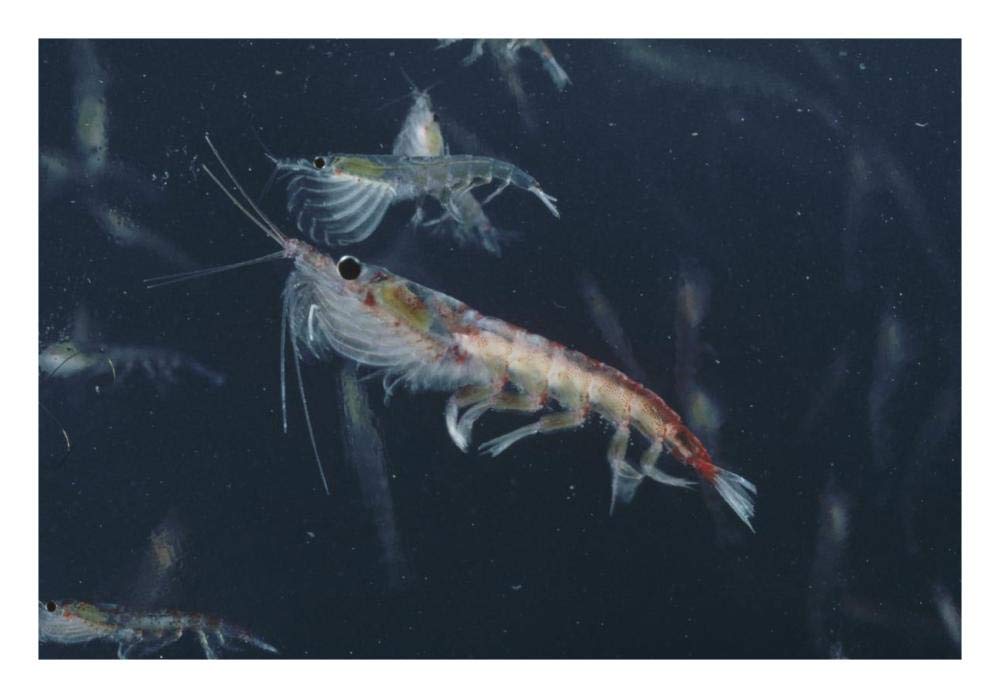 Antarctic Krill, Antarctica-Paper Art-26x18”