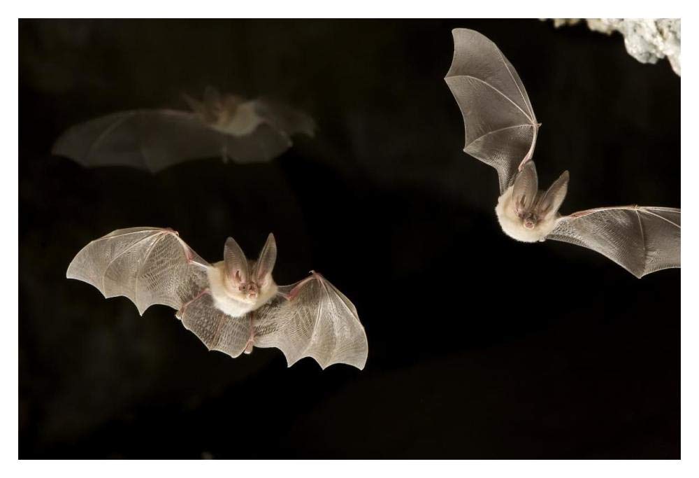 Townsends Big-eared Bats, Derrick Cave Complex, central Oregon-Paper Art-20x14”