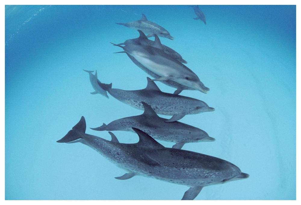 Bottlenose Dolphin swimming with pod of Atlantic Spotted Dolphins, Bahamas-Paper Art-62x42”