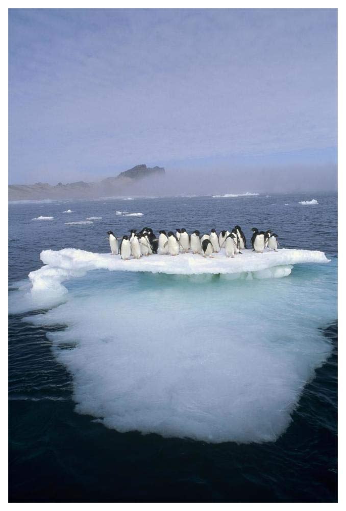 Adelie Penguin group crowding on melting summer ice floe, Possession Island, Ross Sea, Antarctica-Paper Art-42x62”