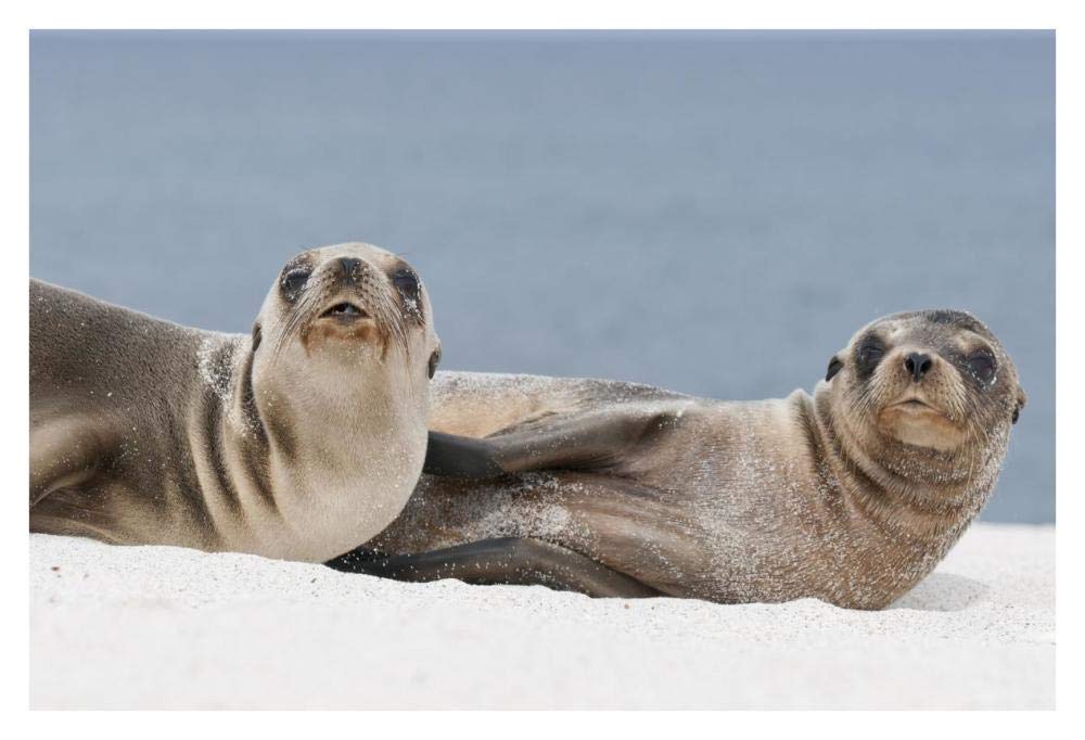 Galapagos Sea Lion females on beach, Galapagos Islands, Ecuador-Paper Art-38x26”