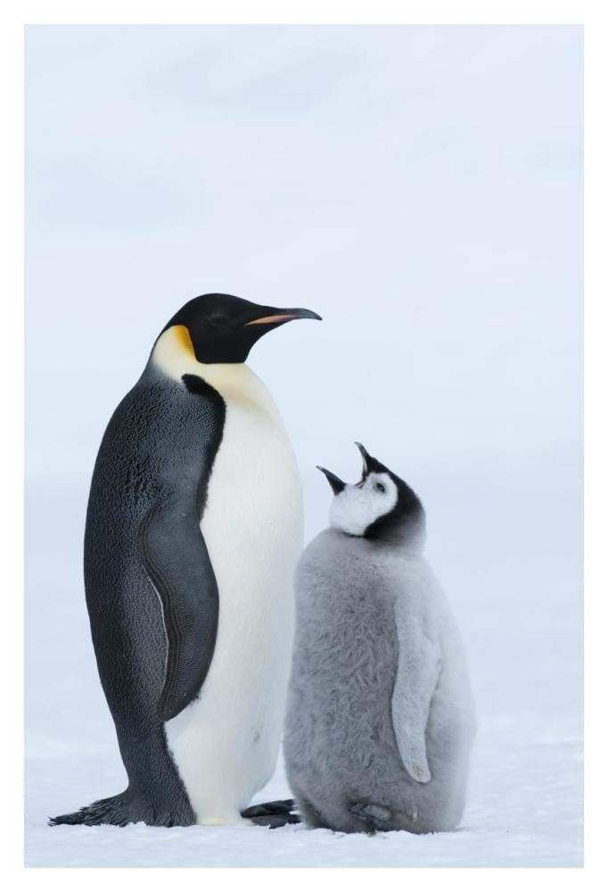 Emperor Penguin with chick begging for food, Prydz Bay, eastern Antarctica-Paper Art-26x38”
