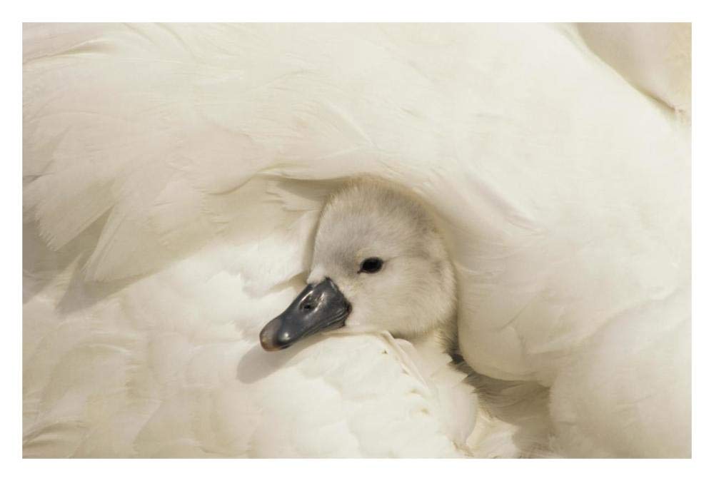 Mute Swan cygnet under its parents wing, Europe-Paper Art-32x22”