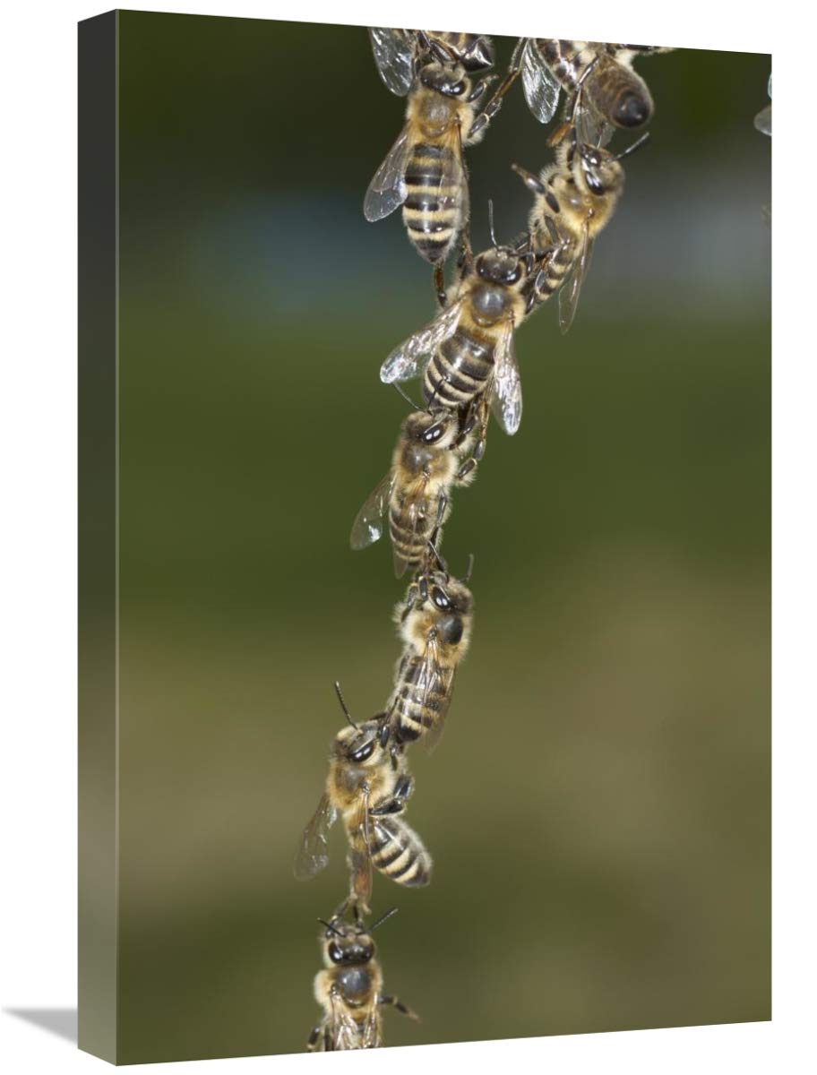Honey Bee chains made to repair honeycomb, Germany-Canvas Art-16x24”