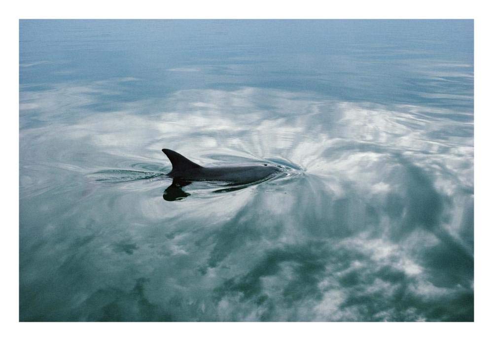 Bottlenose Dolphin surfacing, Shark Bay, Australia-Paper Art-26x18”