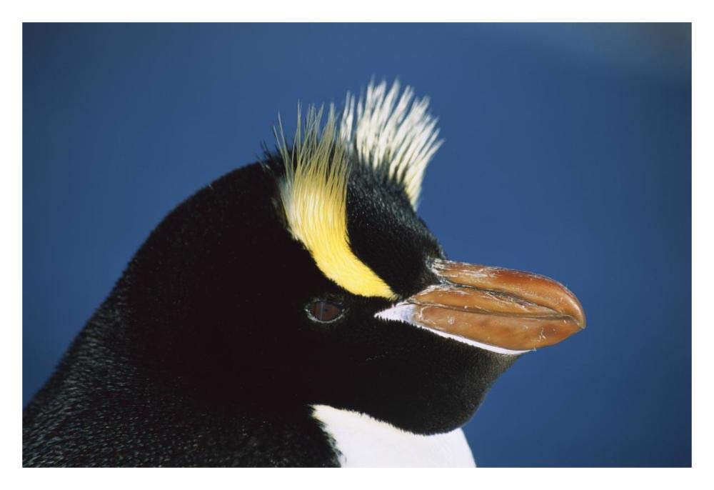 Erect-crested Penguin close-up portrait, restricted to Proclamation Island, Bounty Islands, New Zealand-Paper Art-32x22”