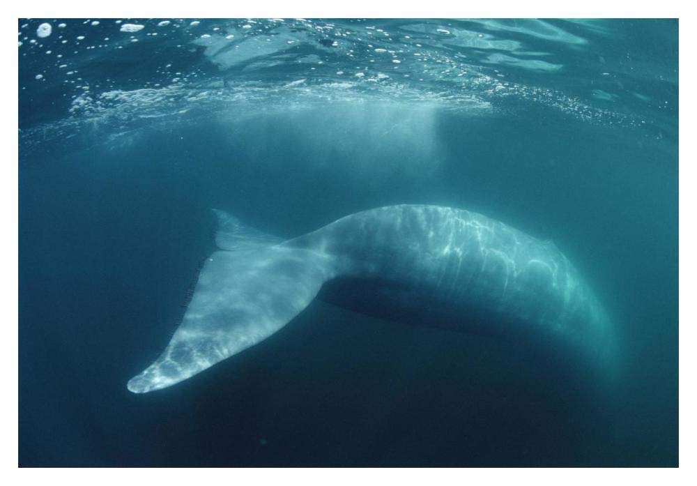 Blue Whale , Sea of Cortez, Mexico-Paper Art-20x14”