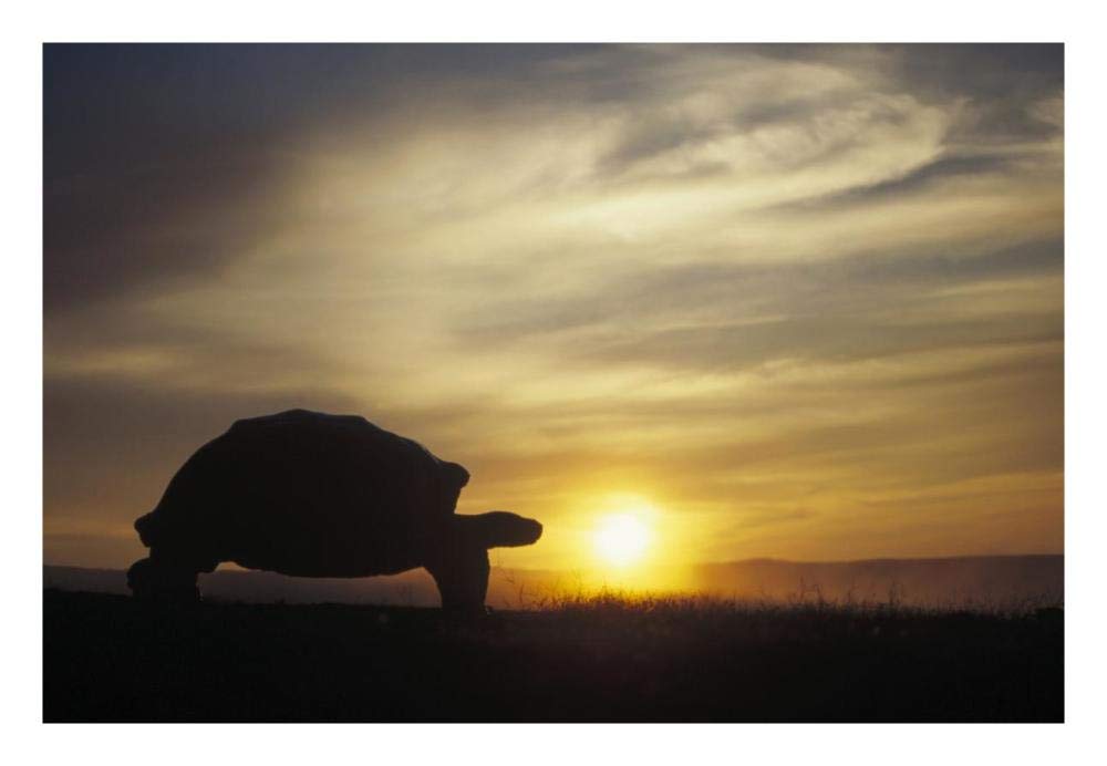 Galapagos Giant Tortoise at sunrise on caldera rim, Alcedo Volcano, Galapagos-Paper Art-26x18”
